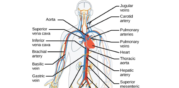 Discover The Major Components Of Circulatory Systems And Function Flashcards